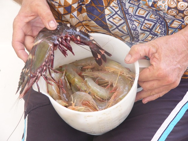 Ko Ra Na Tiger Prawn, normal prawns